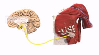 General Embryology  Detailed Animation On Positive Feedback Mechanism [upl. by Adonis331]