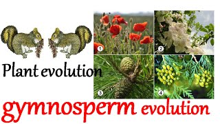 Plant evolution  gymnosperm evolution [upl. by Llorrad]