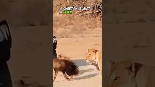 The hybrid of a hyena and a wild dog Part 1 shortsvideo wildanimals [upl. by Hardigg]