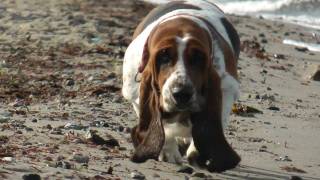 Basset Hound Hannah und Old English Bulldog Heini am Hundestrand [upl. by Nairrad662]