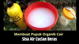 Membuat Pupuk Organik Cair dari Air Cucian Beras [upl. by Suolkcin]