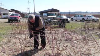 Pruning A Black Raspberry Bush  Indiana Berry [upl. by Gnen801]