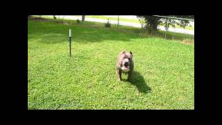 Iron Thrones Django Unchained at 95 months  XL AMERICAN BULLY [upl. by Wernick274]