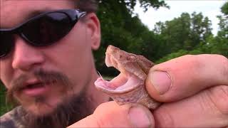 HOW TO ACCURATELY IDENTIFY A COPPERHEAD SNAKE [upl. by Pratte]