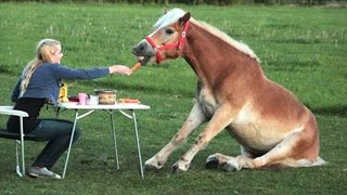 The FUNNIEST Animal Videos of 2024 DONT LAUGH CHALLENGE [upl. by Pember531]