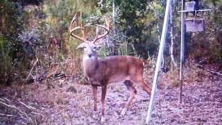 Slater Plantation Quail Woods Giant Bucks and Loaded w Turkeys along the Coosawhatchie River [upl. by Nosnek648]