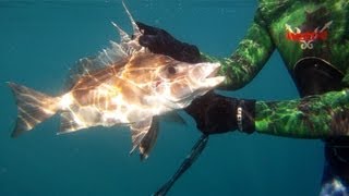 Spearfishing out of Port Nelson NZ [upl. by Ratha818]