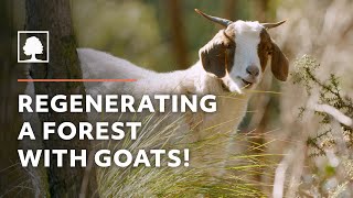 How Goats are Regenerating a Forest and Protecting this Town from Bushfire [upl. by Auqkinahs135]