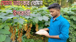 জংলা আলকুশির উপকারিতা।আলকুশি গাছ কেমন ঔষধি গ্রামের ভয়ংকর ভেষজ উদ্ভিদ আলকুশি। [upl. by Eniladam]