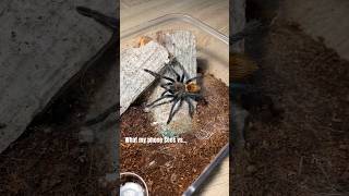 Chromatopelma cyaneopubescens [upl. by Orson952]