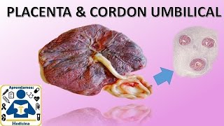 Placenta y cordon umbilical [upl. by Hanavas]