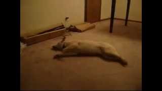 Sleepwalking Dog runs into wall Bizkit [upl. by Salomo]