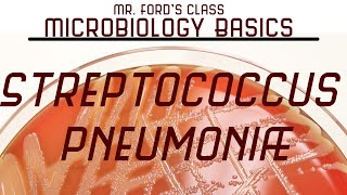 Streptococcus pneumoniae and Bacterial Meningitis  Microbiology Lectures [upl. by Aika]