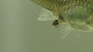 A Guppy Having Babies [upl. by Lamp]