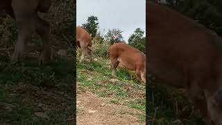 Οικολογική εκτροφή χοίρων Duroc 🐖 χοιροτροφία κτηνοτροφία χοιροτροφία χοιρινά durocpig pig [upl. by Conlin]