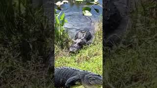 black alligator river guardian [upl. by Battista]