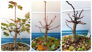 darths bonsai messing with my red maple fall 2024 [upl. by Doretta881]