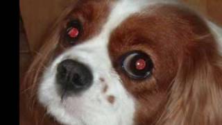 Syringomyelia in Cavalier King Charles [upl. by Kerin]