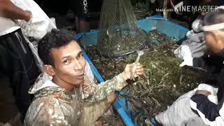 Harvest tiger prawns panen udang windu di tambak tradisional setelah 25 bulan [upl. by Anihtyc621]