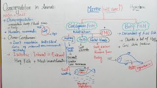 Osmoregulation in animals class 12 osmoregulation in Fish by irtisams biology [upl. by Livvyy]