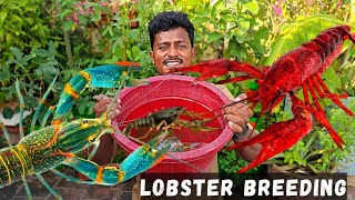 Lobsterக்கு Breeding Setup பண்ணியாச்சு🦞  Cray Fish Breeding Part 1 [upl. by Ylecara724]