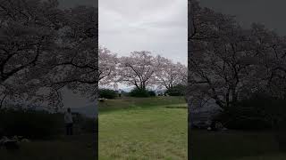 平城宮跡ののどかな桜 楽器の演奏する音が聞こえる [upl. by Liryc]