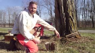 Removing Honey Bees from Inside a Black Locust Tree Cut Out Queen  950 [upl. by Tezzil]