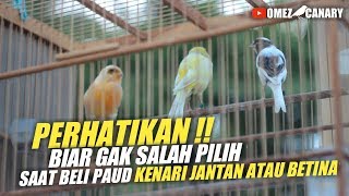 PERHATIKAN Perbedaan suara ngeriwik kenari jantan dan betina [upl. by Fi]