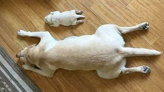 The Funniest Labradors Dog of 2024 🤣 Funniest DOGS videos [upl. by Haase]