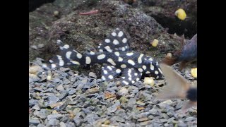 New Fish L201 Snowball Pleco Big Spots [upl. by Clotilda]