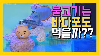 ❓과연 브론디 낫소탱은 바다포도를 먹을까요 물고기 바다포도먹방 feat해수인 찰나 호기심 [upl. by Hailed462]