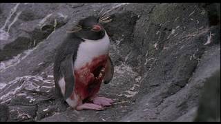 Penguins the hunters become the hunted [upl. by Collete]