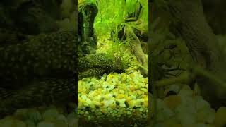 plecos fish cute [upl. by Elish]