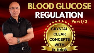 Fed State  Blood Glucose Regulation Part 12 [upl. by Anelehs]