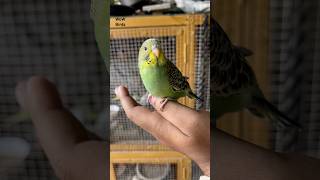 Budgies ❤️ budgies lovebirds budgiesvlog pets birds parakeet parrot petsvlog shorts [upl. by Meeks117]