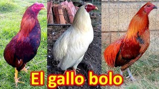 EL GALLO BOLO [upl. by Calen]