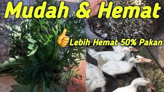 CARA MENGHEMAT PAKAN ENTOK DENGAN MEMANFAATKAN LIMBAH SAYURAN DAN DAUN DAUNAN [upl. by Deth]