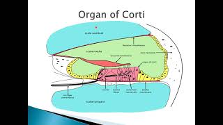 Physiology of hearing  ENT Lecture Series [upl. by Zelikow419]