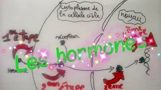 Le système endocrinien Les hormones [upl. by Elleinnod780]