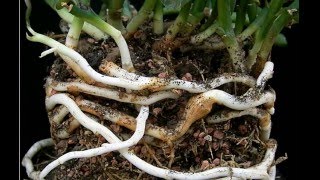 Rhizomes Definition amp Examples  What is a Rhizome  Plant Anatomy [upl. by Ramu18]