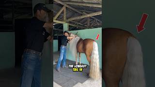 Longest horse tail in the world😱 [upl. by Oran678]