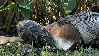 Burmese pythons are swallowing deer alligators whole in Florida [upl. by Liagiba467]