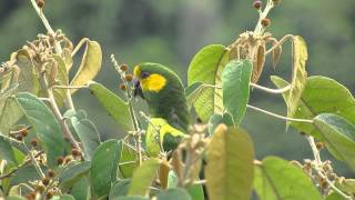 Ognorhynchus icterotis Yelloweared Parrot conservation parrots colombia Jardin antioquia [upl. by Yand175]