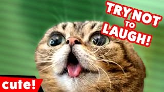 Try Not To Laugh at These Funny Cat Videos of 2016 Weekly Compilation  Kyoot Animals [upl. by Eocsor]