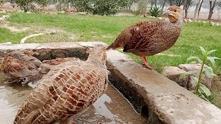 dakhni teetar ki khubsurat masti family teetar voice dakhni teetar ki awaaz birds teetarkiawaz [upl. by Stine679]