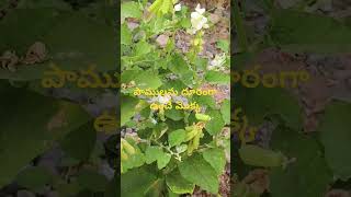 Crotalaria verrucosa గిరిగిచ్చ తెల్లీశ్వరిపాములను దూరంగా ఉంచే మొక్క ll Dr Murthy Plant World ll [upl. by Nahgiem]