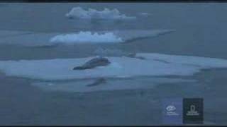 Orcas Attack a Crabeater Seal in Antarctica [upl. by Idnod910]