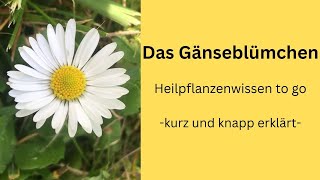 Das Gänseblümchen Heilpflanzenwissen to go [upl. by Shelbi]