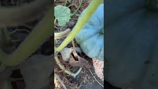 Let’s cut this Jarrahdale pumpkin pumpkin fall [upl. by Elga]