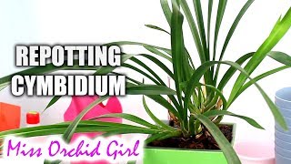 Repotting Cymbidium orchid in Lechuza self watering pot [upl. by Hillinck213]